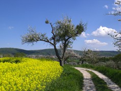wege1033