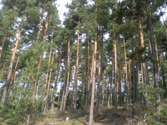 wege1053
